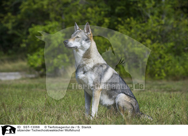 sitzender Tschechoslowakischer Wolfshund / sitting Czechoslovakian wolfdog / SST-13068