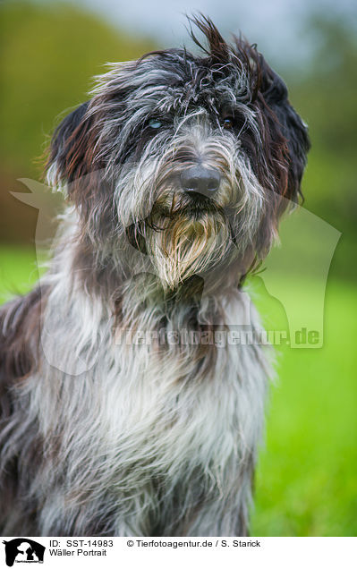 W�ller Portrait / Waeller Sheepdog Portrait / SST-14983