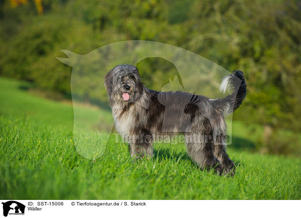 W�ller / SST-15006