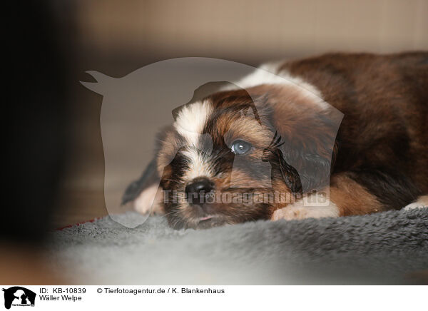 W�ller Welpe / Waeller Sheepdog Puppy / KB-10839