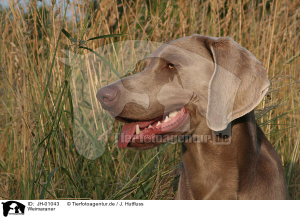 Weimaraner / Weimaraner / JH-01043