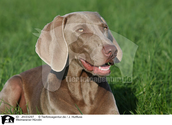 Weimaraner H�ndin / female Weimaraner / JH-03297