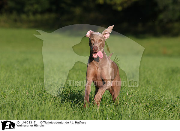 Weimaraner H�ndin / female Weimaraner / JH-03317