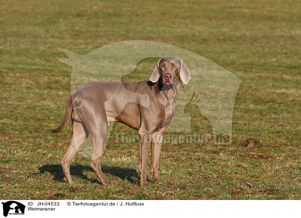 Weimaraner / Weimaraner / JH-04533