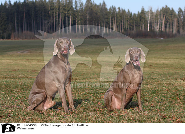Weimaraner / Weimaraner / JH-04536