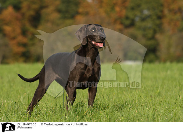 Weimaraner / Weimaraner / JH-07605