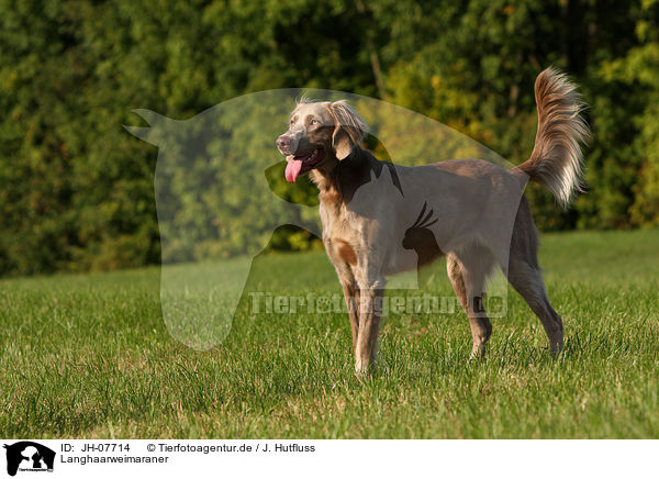 Langhaarweimaraner / longhaired Weimaraner / JH-07714