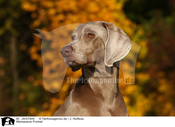 Weimaraner Portrait / Weimaraner Portrait / JH-07944