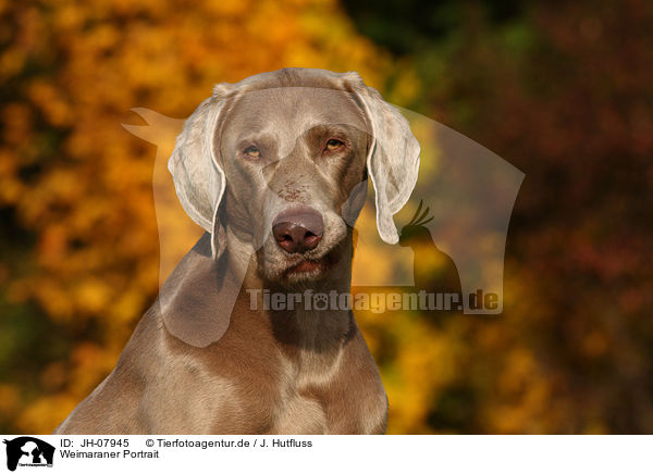 Weimaraner Portrait / Weimaraner Portrait / JH-07945