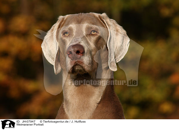 Weimaraner Portrait / Weimaraner Portrait / JH-07947
