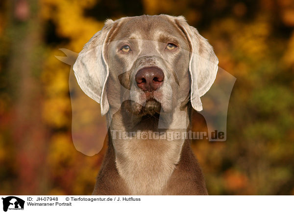 Weimaraner Portrait / Weimaraner Portrait / JH-07948