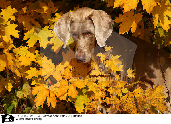 Weimaraner Portrait / Weimaraner Portrait / JH-07951
