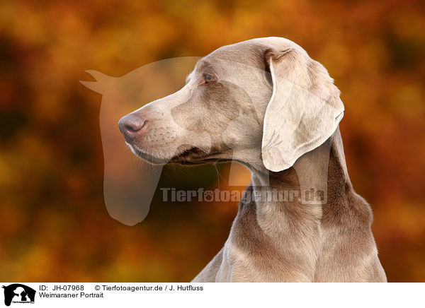 Weimaraner Portrait / Weimaraner Portrait / JH-07968