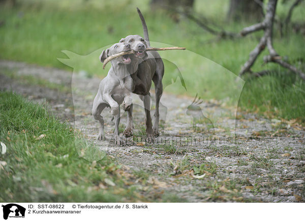 2 Kurzhaarweimaraner / 2 shorthaired Weimaraner / SST-08622