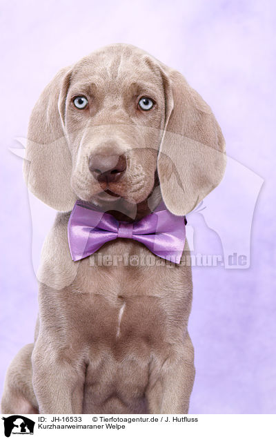 Kurzhaarweimaraner Welpe / shorthaired Weimaraner puppy / JH-16533