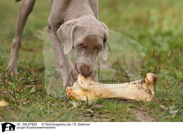 junger Kurzhaarweimaraner / young shorthaired Weimaraner / DG-07890