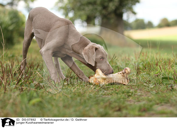 junger Kurzhaarweimaraner / young shorthaired Weimaraner / DG-07892