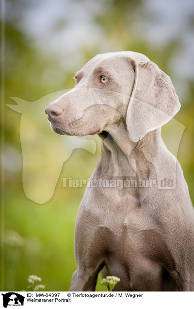 Weimaraner Portrait / Weimaraner Portrait / MW-04397