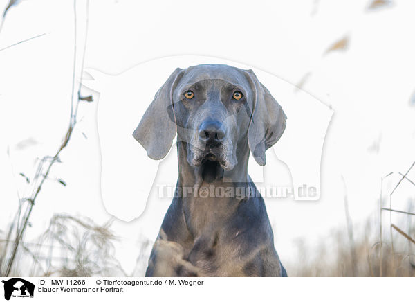 blauer Weimaraner Portrait / blue Weimaraner Portrait / MW-11266