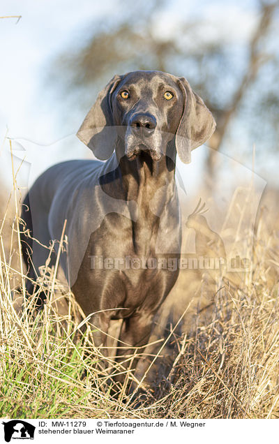 stehender blauer Weimaraner / standing blue Weimaraner / MW-11279