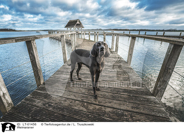 Weimaraner / Weimaraner / LT-01456