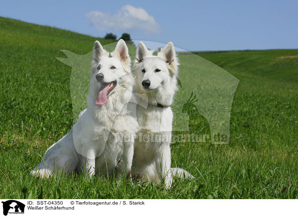 Wei�er Sch�ferhund / white shepherd / SST-04350