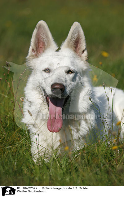 Wei�er Sch�ferhund / White Shepherd / RR-22592