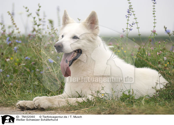 Wei�er Schweizer Sch�ferhund / White Swiss Shepherd / TM-02060