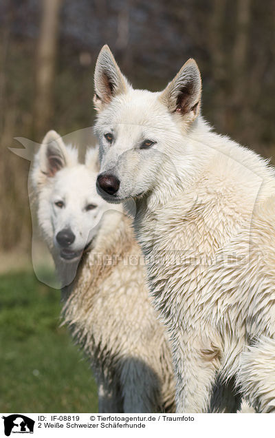 2 Wei�e Schweizer Sch�ferhunde / 2 White Swiss Shepherds / IF-08819