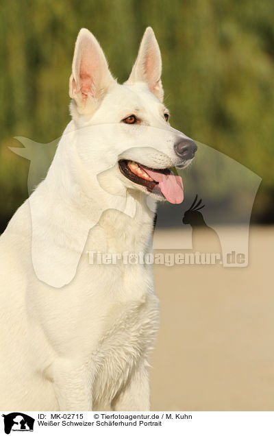 Wei�er Schweizer Sch�ferhund Portrait / White Swiss Shepherd Portrait / MK-02715