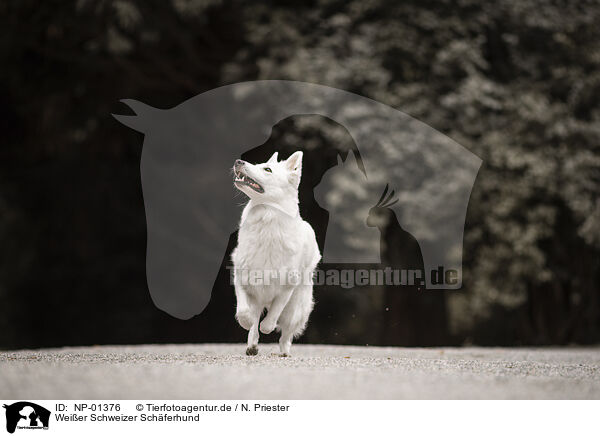 Wei�er Schweizer Sch�ferhund / Berger Blanc Suisse / NP-01376