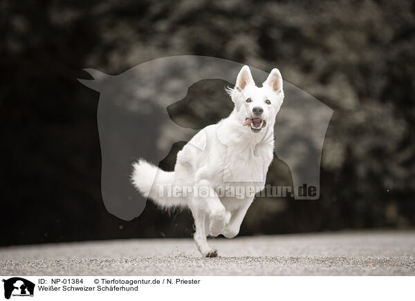 Wei�er Schweizer Sch�ferhund / Berger Blanc Suisse / NP-01384