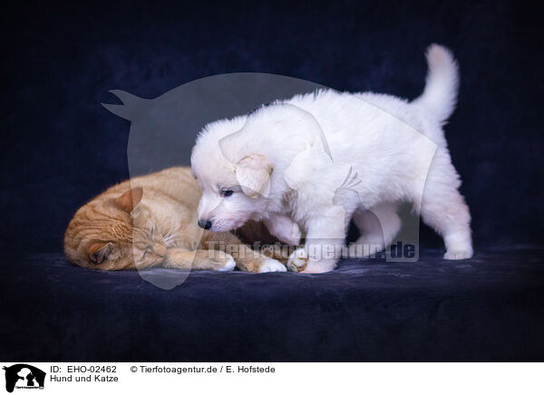 Hund und Katze / dog and cat / EHO-02462