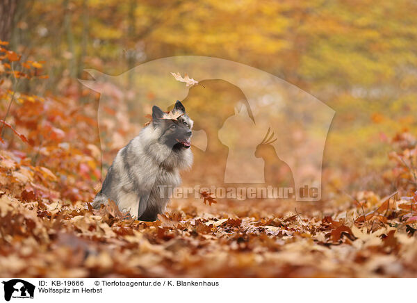 Wolfsspitz im Herbst / Keeshond in autumn / KB-19666