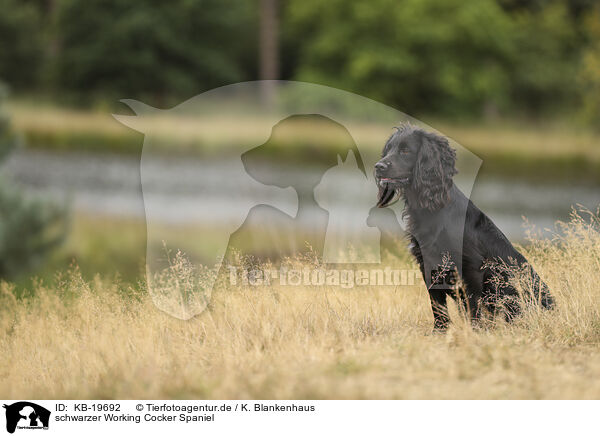 schwarzer Working Cocker Spaniel / black Working Cocker Spaniel / KB-19692