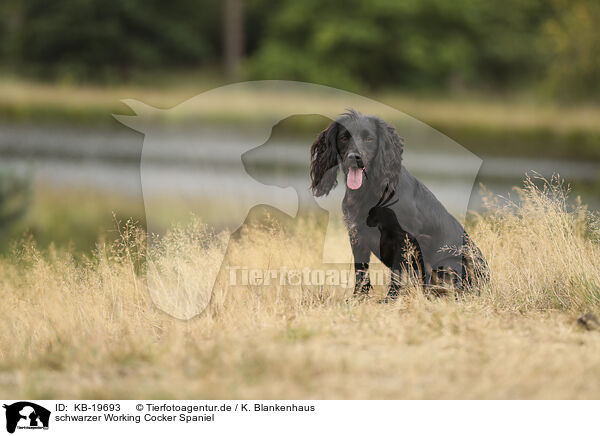 schwarzer Working Cocker Spaniel / black Working Cocker Spaniel / KB-19693