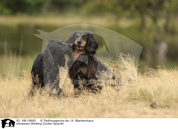schwarzer Working Cocker Spaniel / black Working Cocker Spaniel / KB-19695
