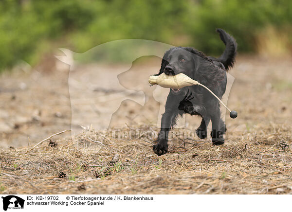 schwarzer Working Cocker Spaniel / black Working Cocker Spaniel / KB-19702