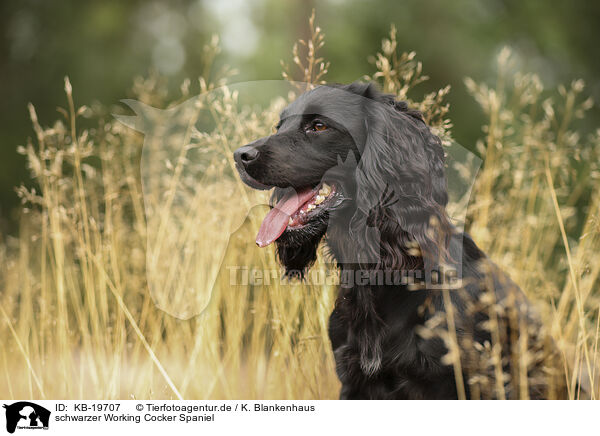 schwarzer Working Cocker Spaniel / black Working Cocker Spaniel / KB-19707