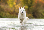 Wei�er Schweizer Sch�ferhund