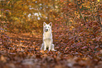 Wei�er Schweizer Sch�ferhund