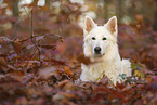 Wei�er Schweizer Sch�ferhund