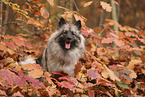 Wolfsspitz im Herbst