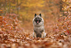 Wolfsspitz im Herbst