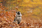 Wolfsspitz im Herbst