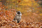 Wolfsspitz im Herbst