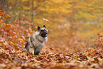 Wolfsspitz im Herbst