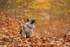 Wolfsspitz im Herbst