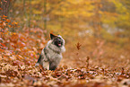 Wolfsspitz im Herbst