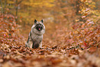 Wolfsspitz im Herbst